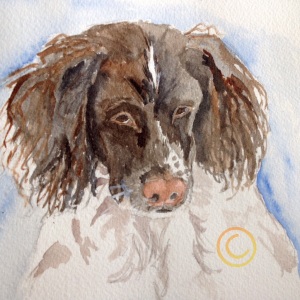 Brittany Spanielimage